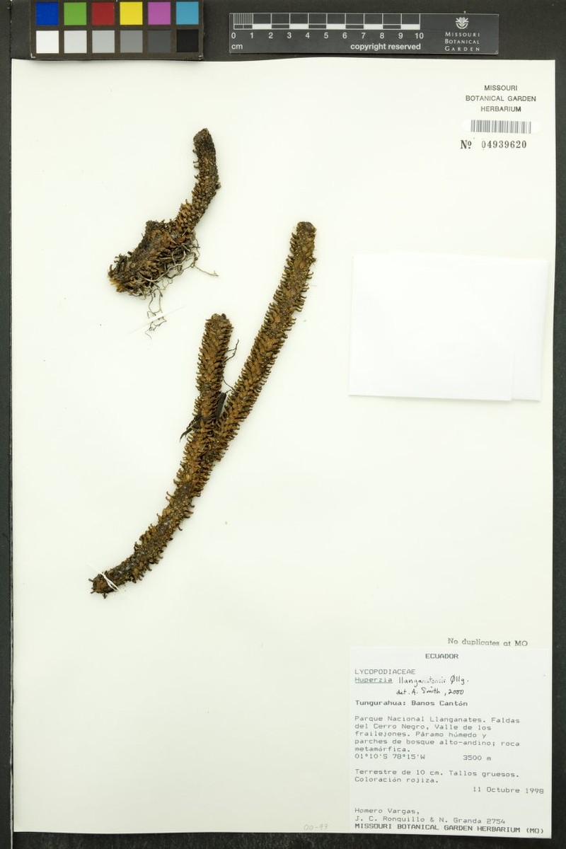 Huperzia llanganatensis