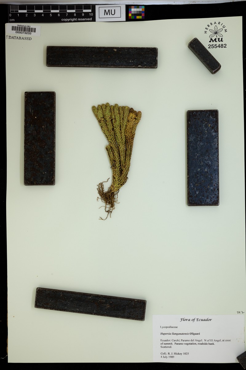 Huperzia llanganatensis photo 2