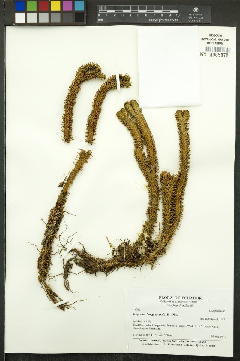 Huperzia llanganatensis photo 3