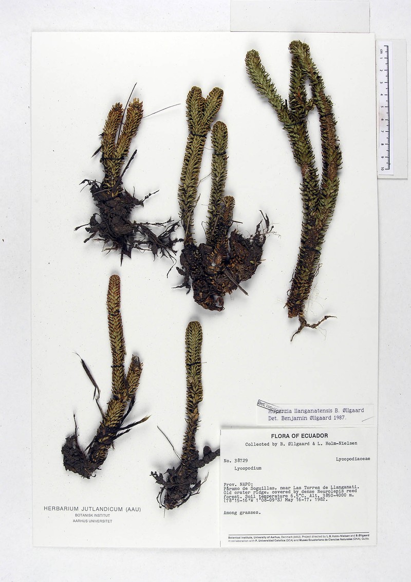 Huperzia llanganatensis photo 4