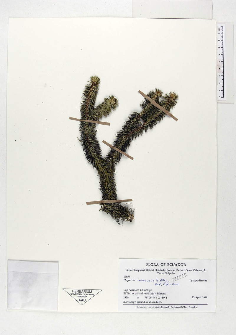 Huperzia loxensis