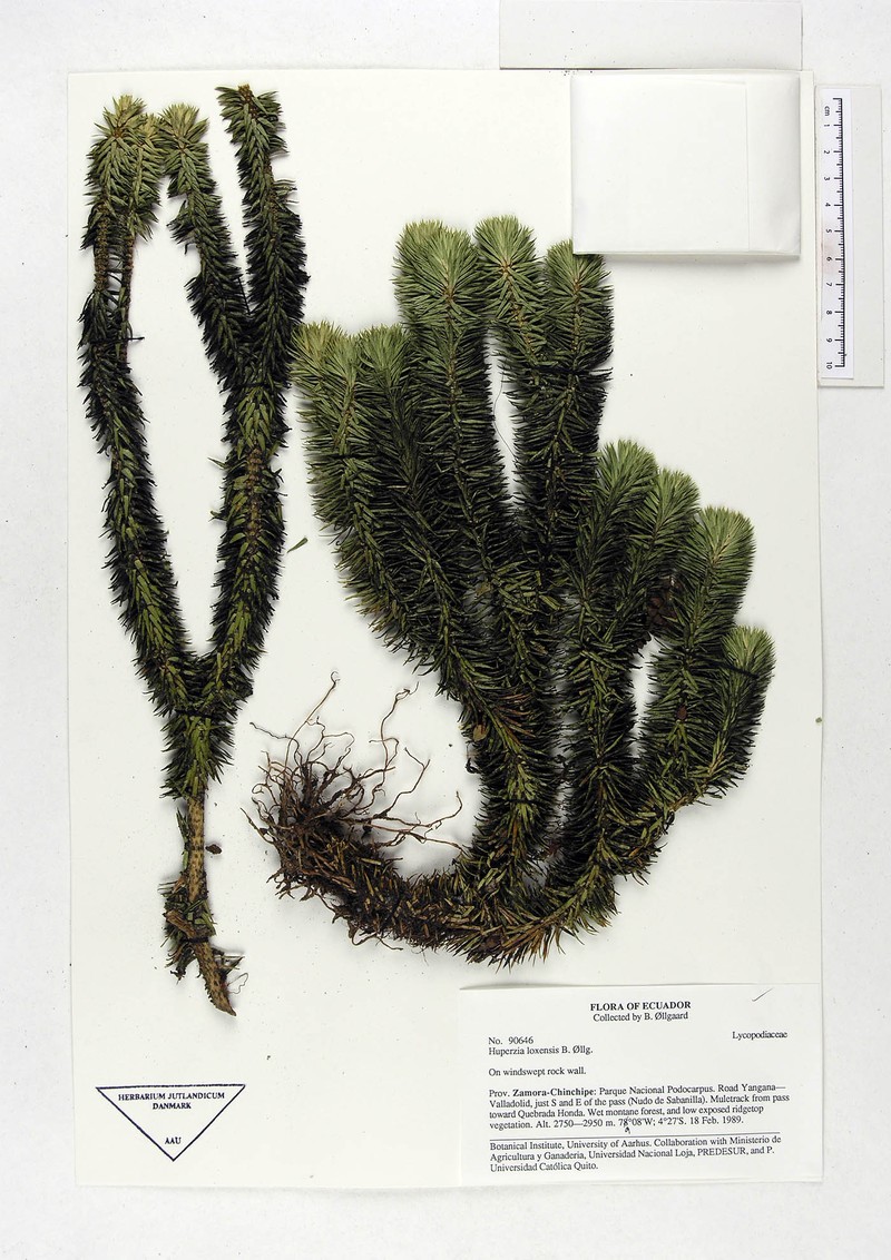 Huperzia loxensis photo 2