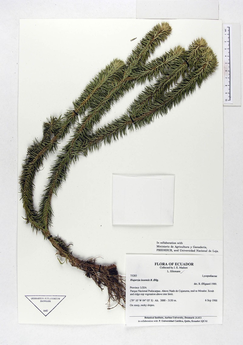 Huperzia loxensis photo 3