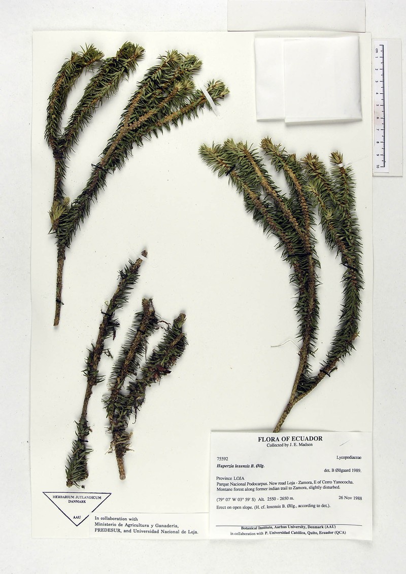 Huperzia loxensis photo 4