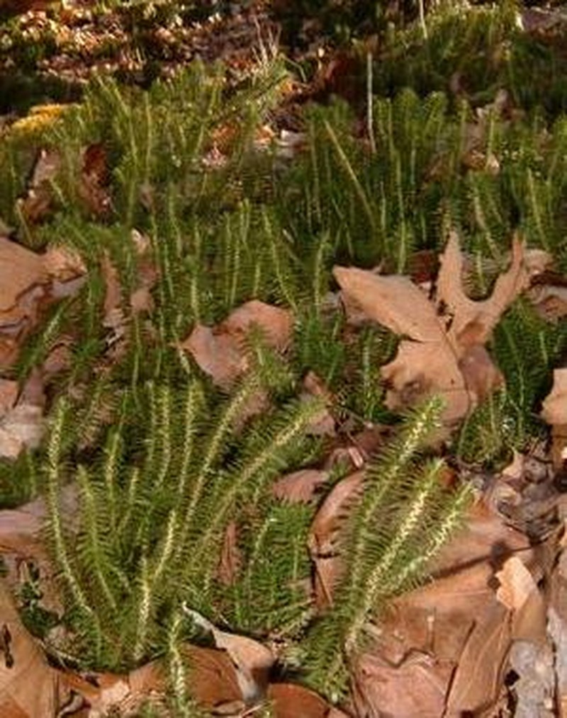Shining Clubmoss