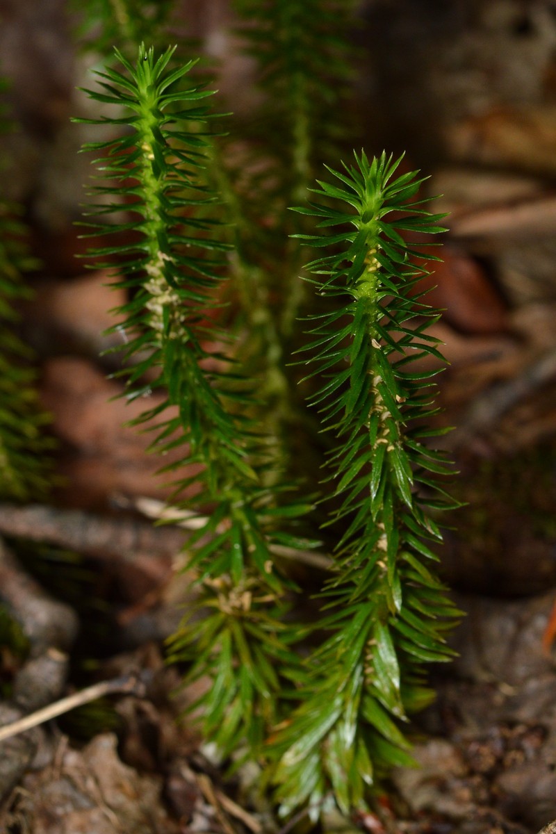 Shining Clubmoss photo 2