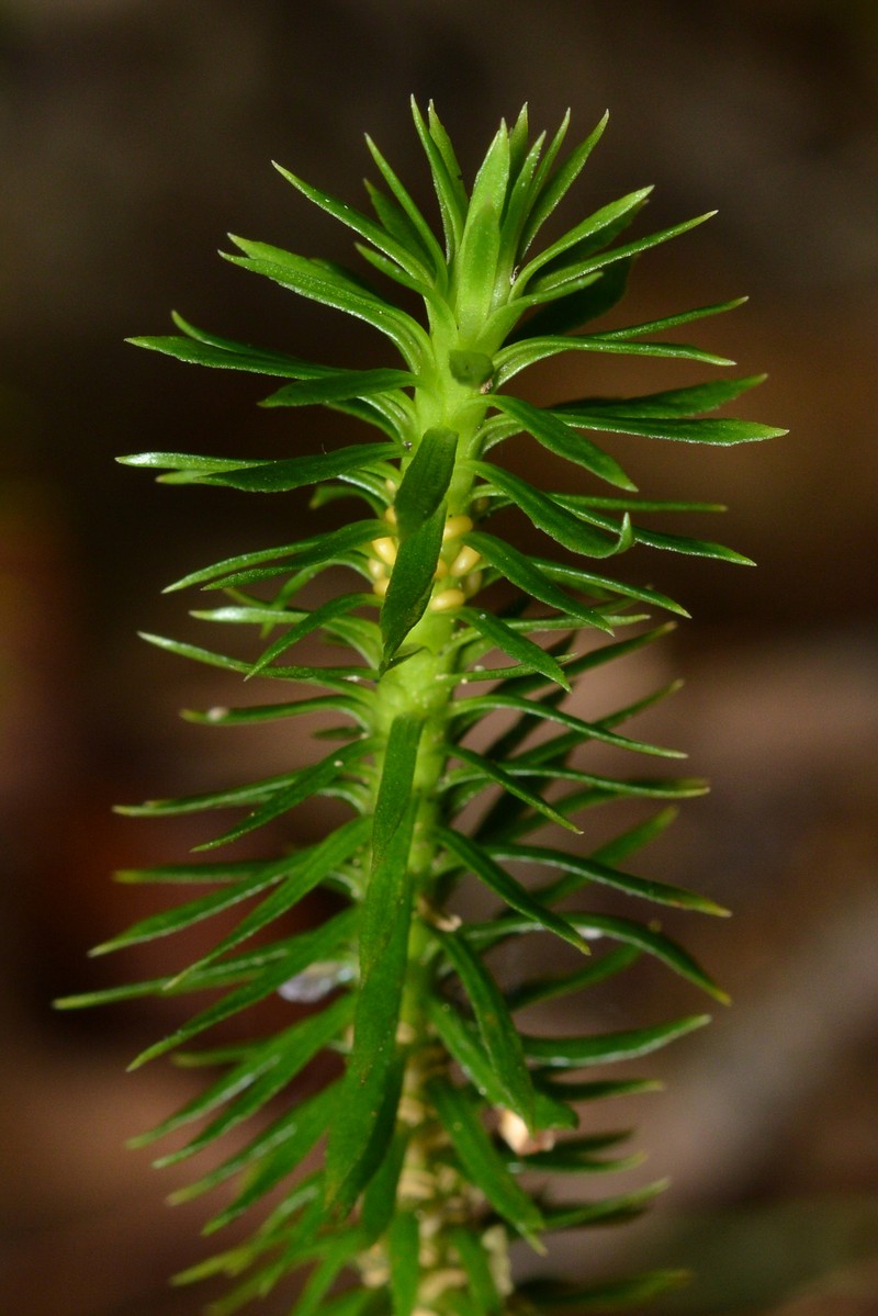 Shining Clubmoss photo 3