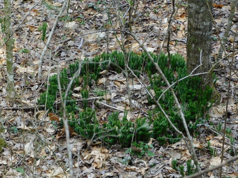 Shining Clubmoss
