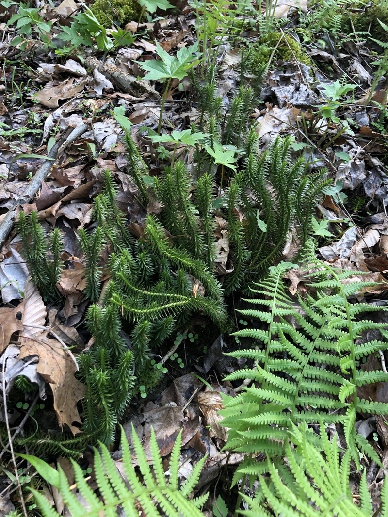Shining Clubmoss photo 2