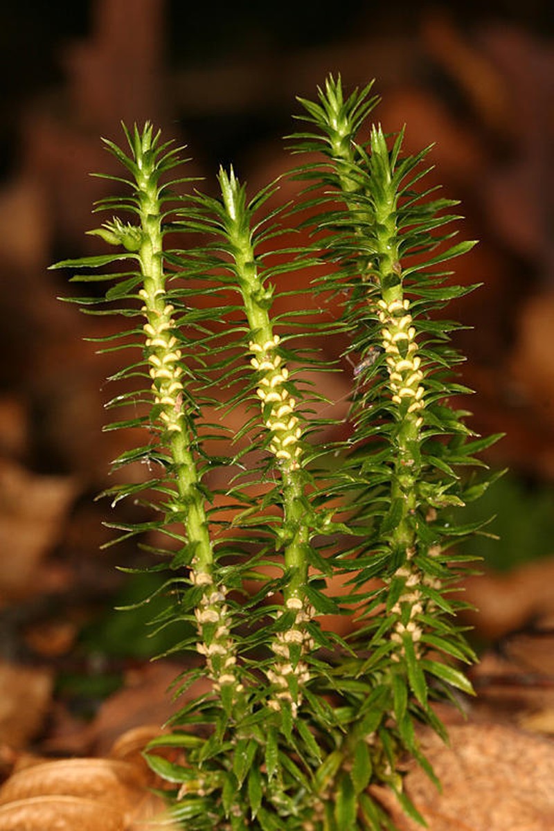 Shining Clubmoss photo 3