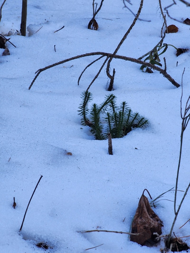 Shining Clubmoss photo 4