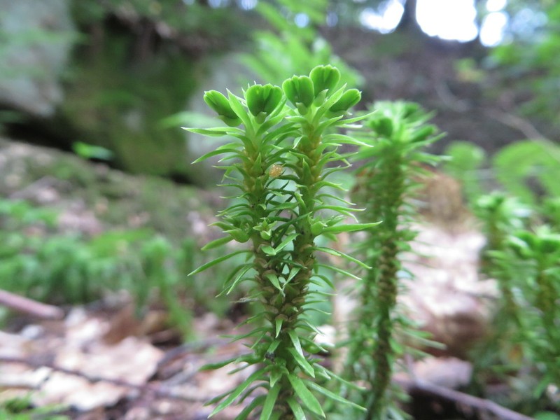 Shining Clubmoss photo 5