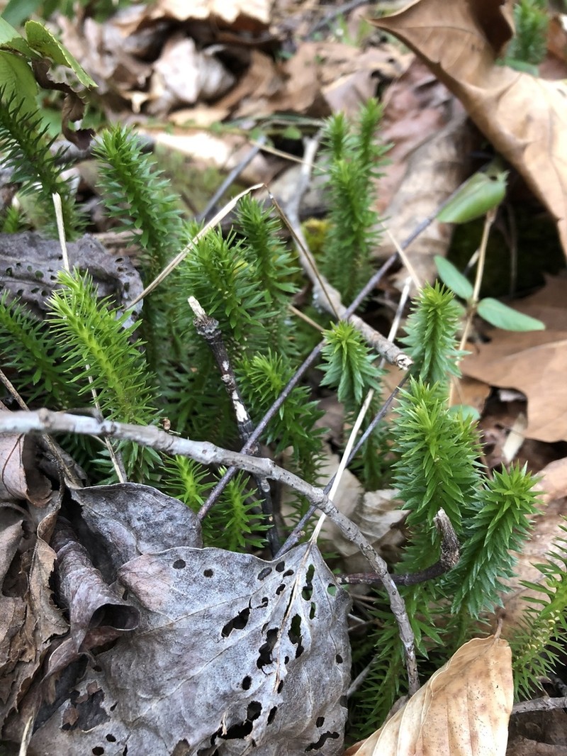 Shining Clubmoss photo 6