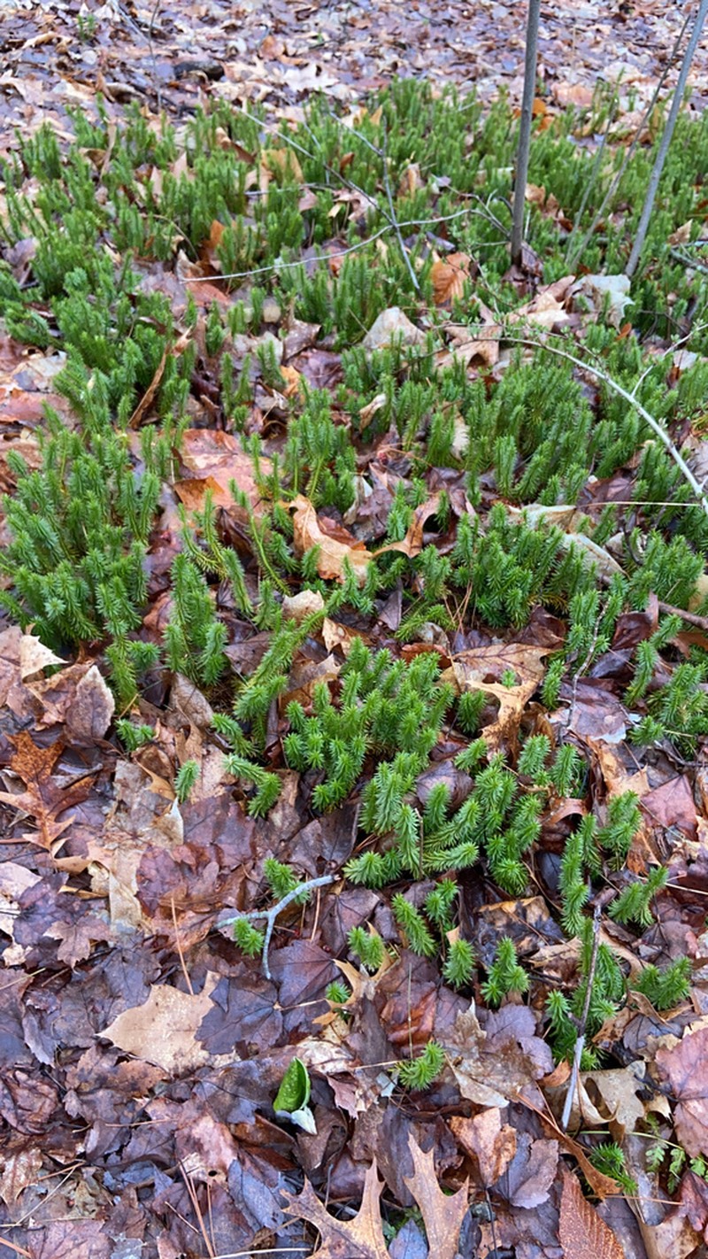 Shining Clubmoss photo 7