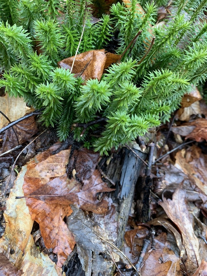 Shining Clubmoss photo 8