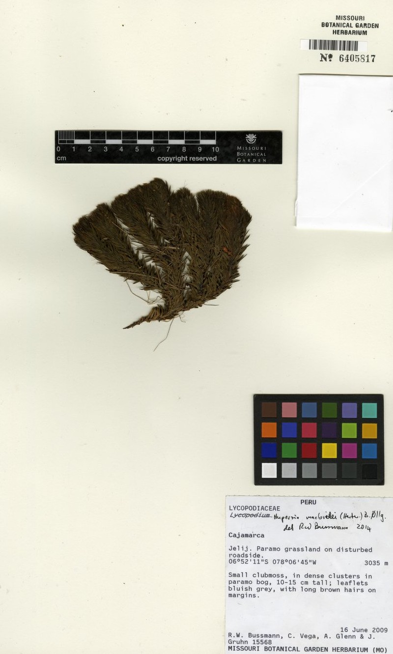 Huperzia macbridei