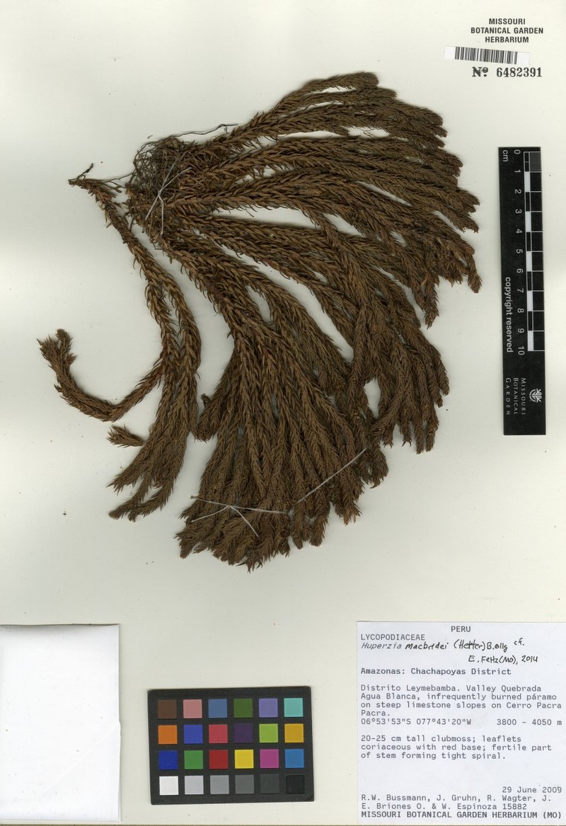 Huperzia macbridei photo 2