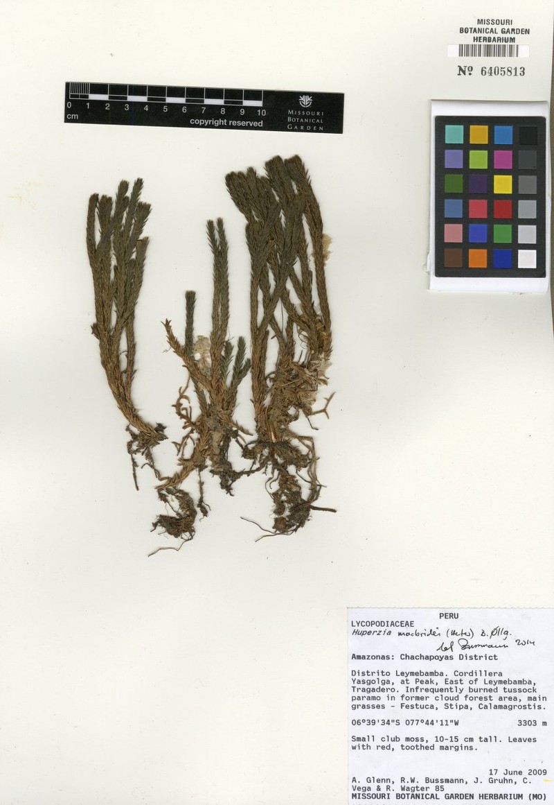 Huperzia macbridei photo 3