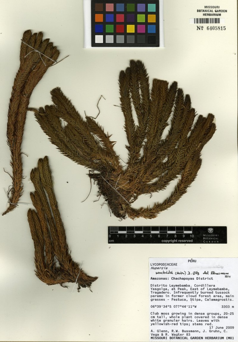 Huperzia macbridei photo 4