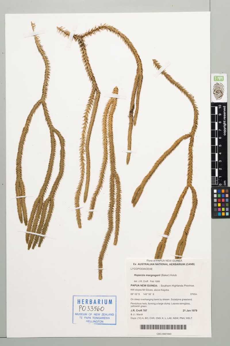Huperzia macgregorii
