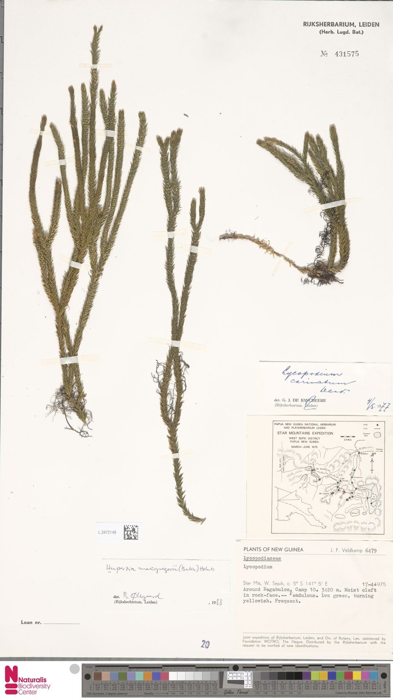 Huperzia macgregorii photo 2