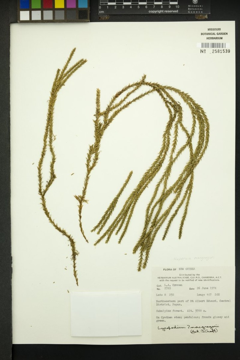 Huperzia macgregorii photo 3