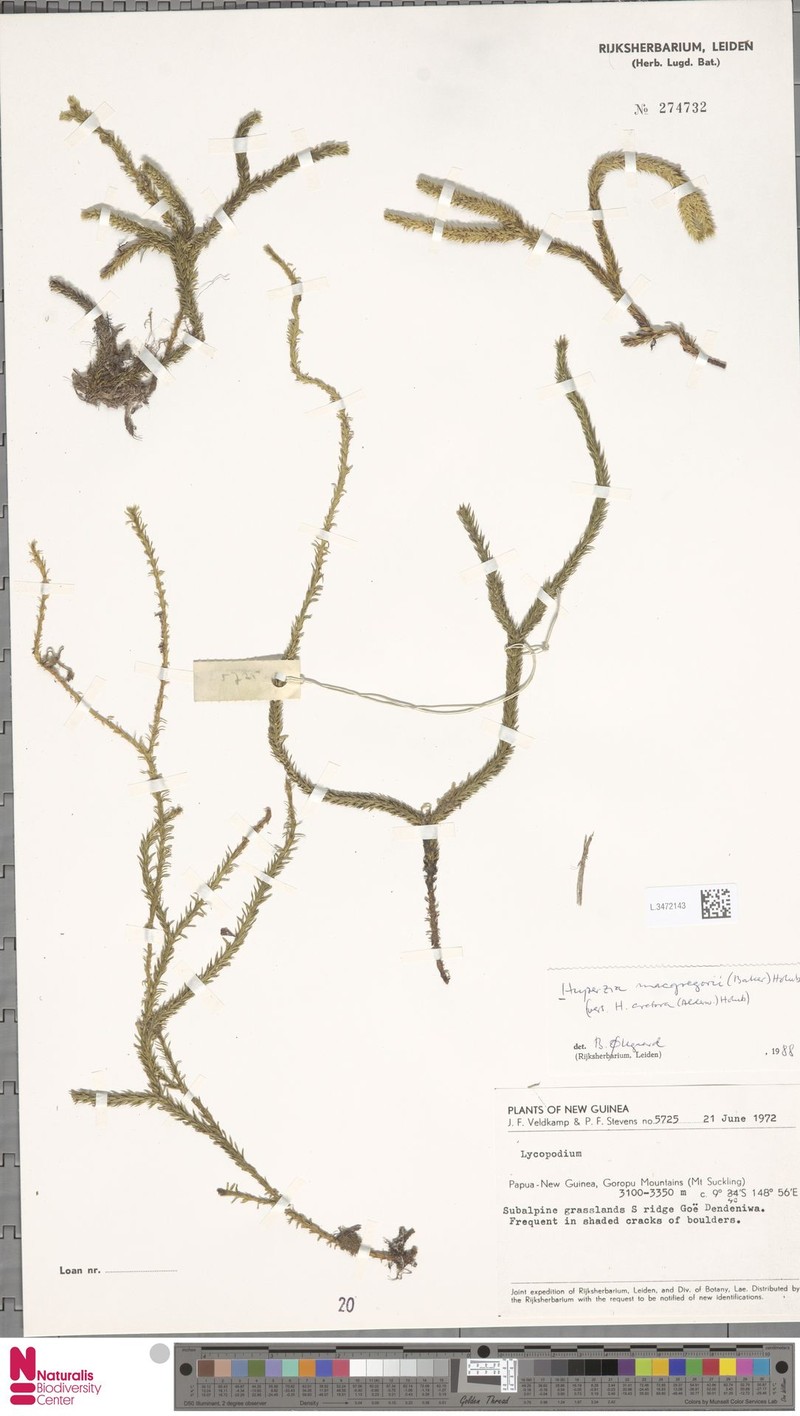 Huperzia macgregorii photo 4