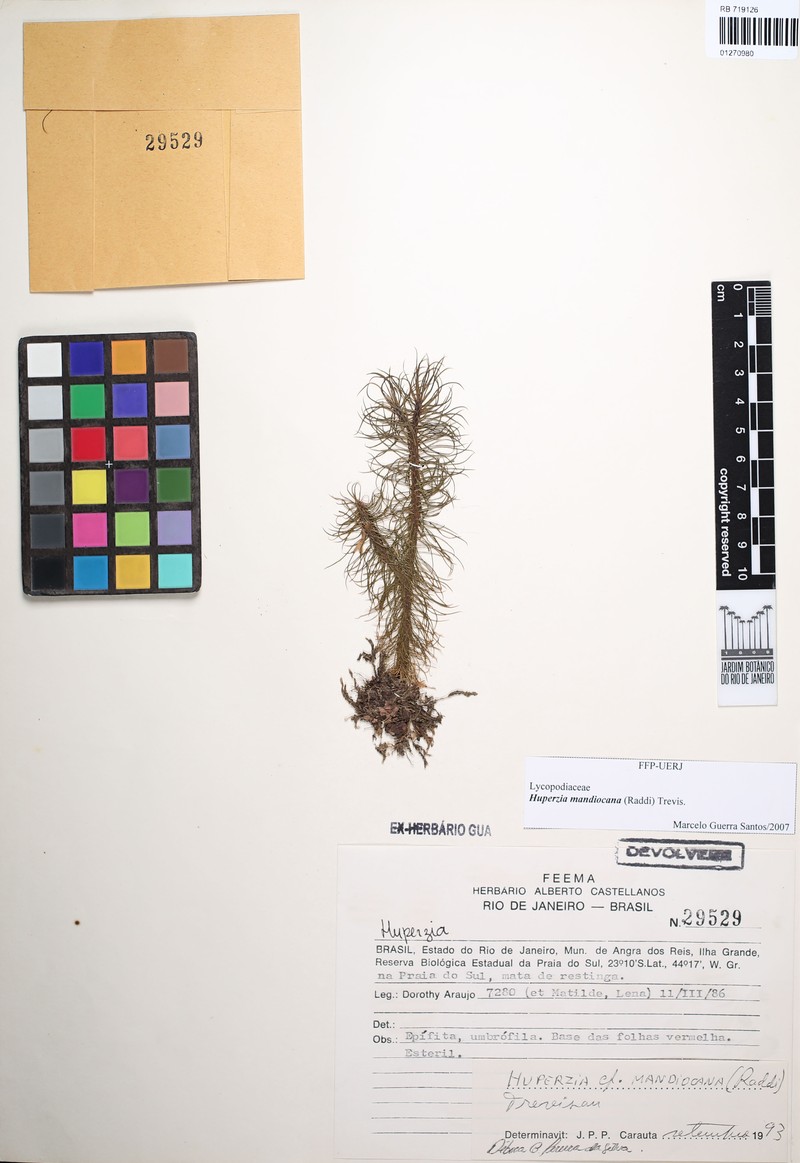 Huperzia mandiocana