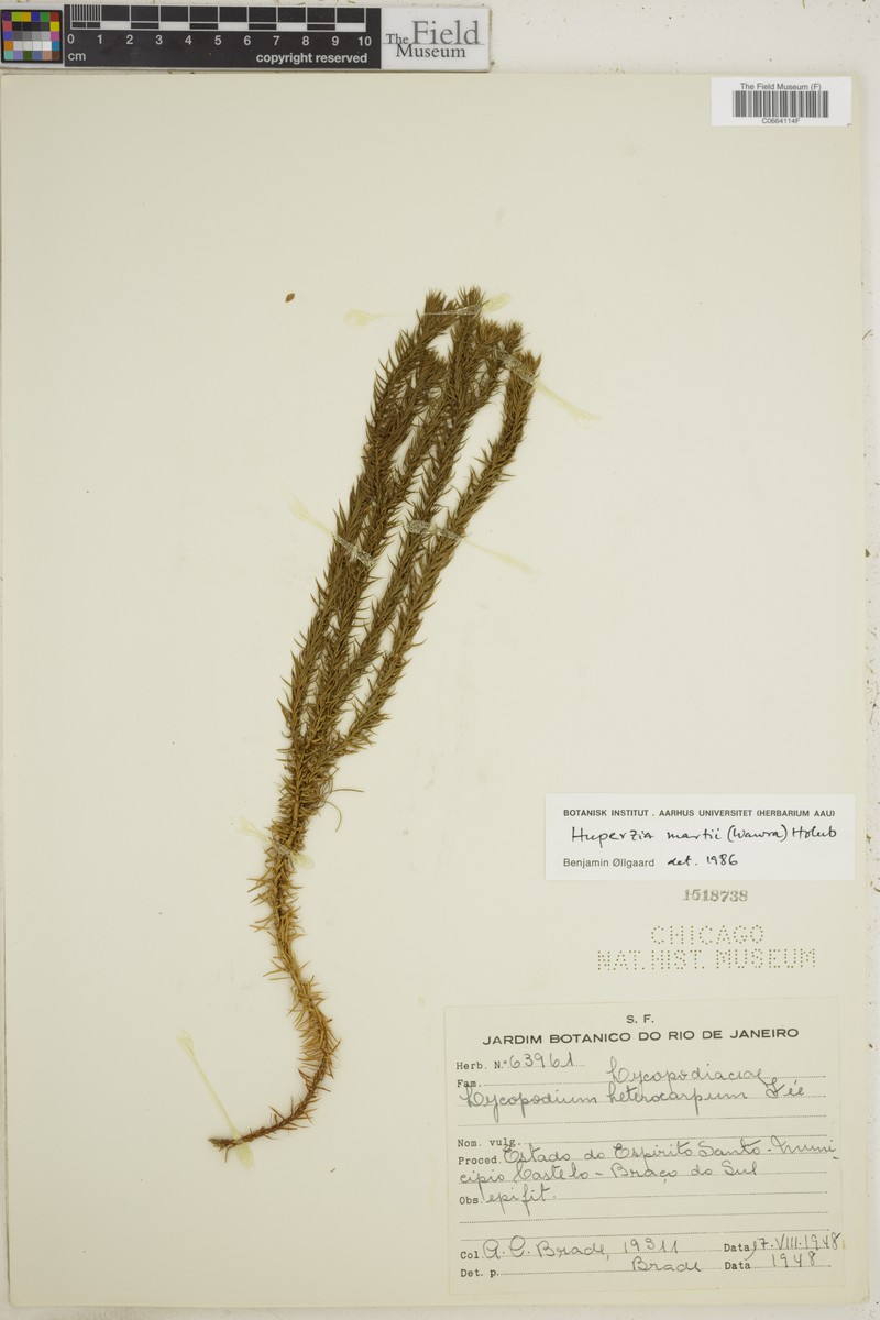 Huperzia martii
