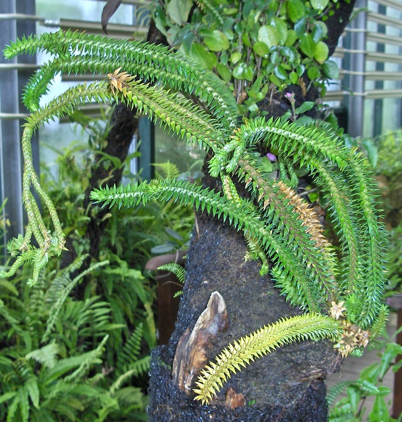 Huperzia megastachya