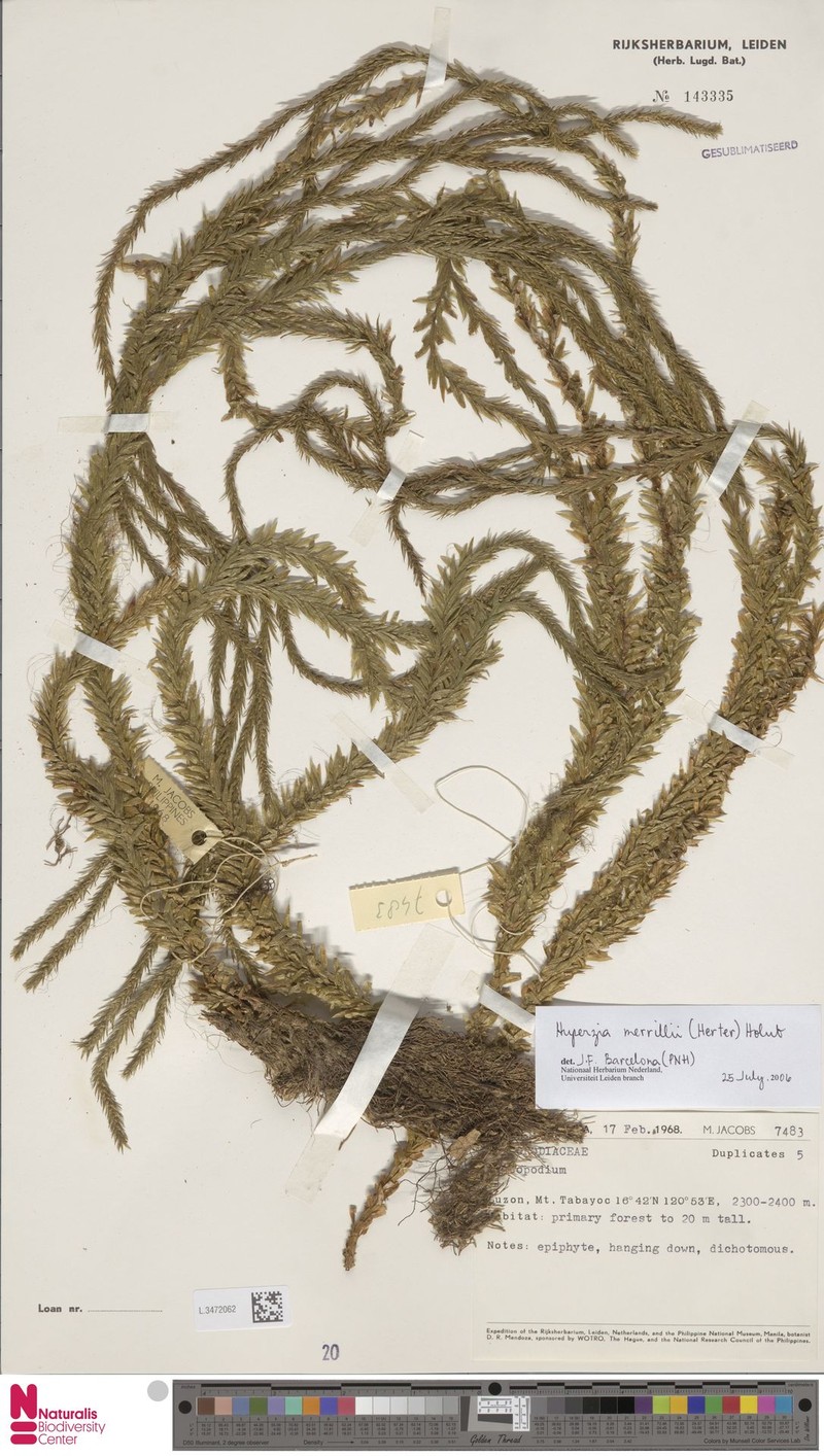 Huperzia merrillii