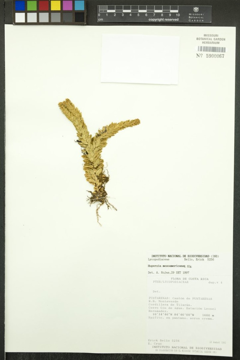 Huperzia mesoamericana