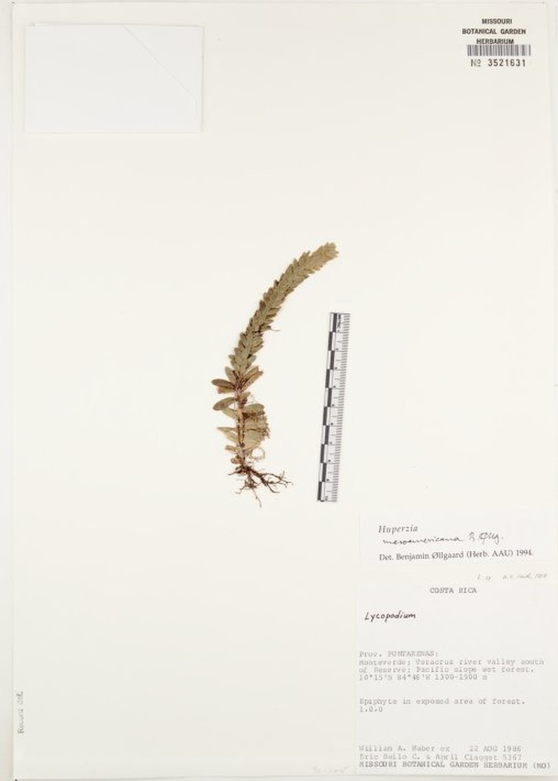 Huperzia mesoamericana photo 2