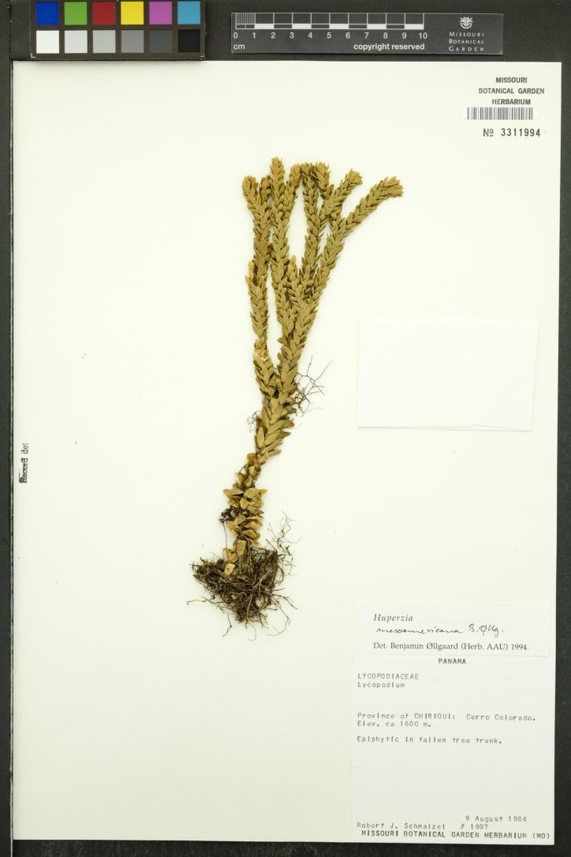 Huperzia mesoamericana photo 3