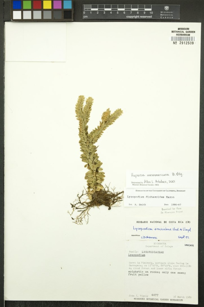 Huperzia mesoamericana photo 4