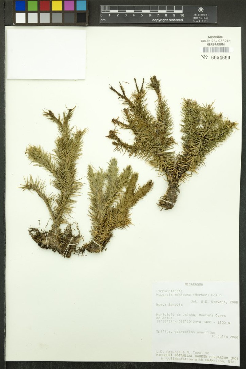 Huperzia mexicana