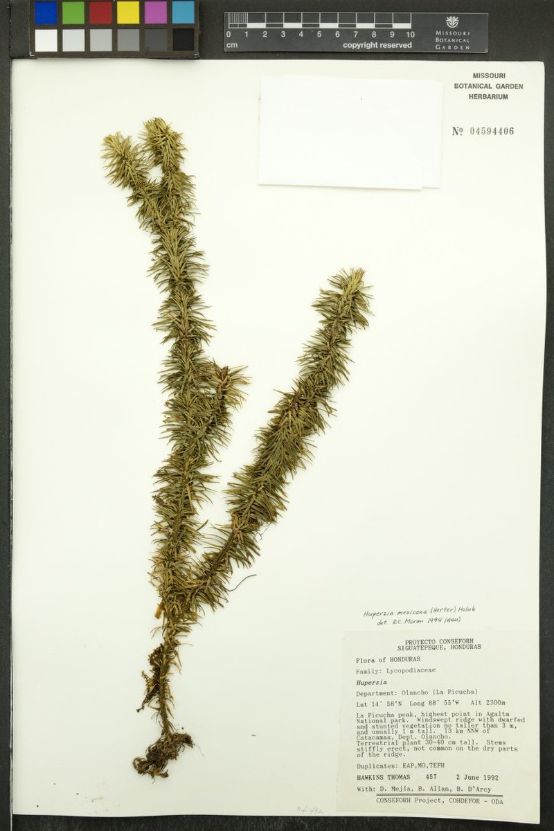 Huperzia mexicana photo 3