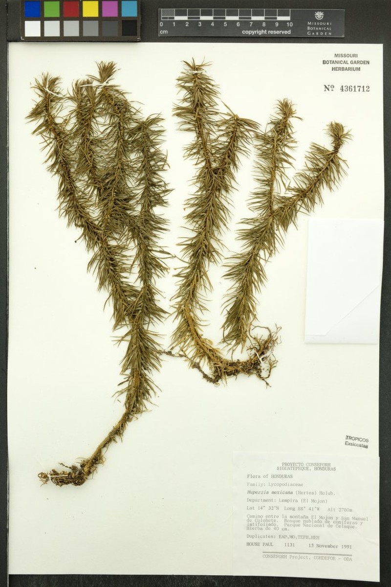 Huperzia mexicana photo 4