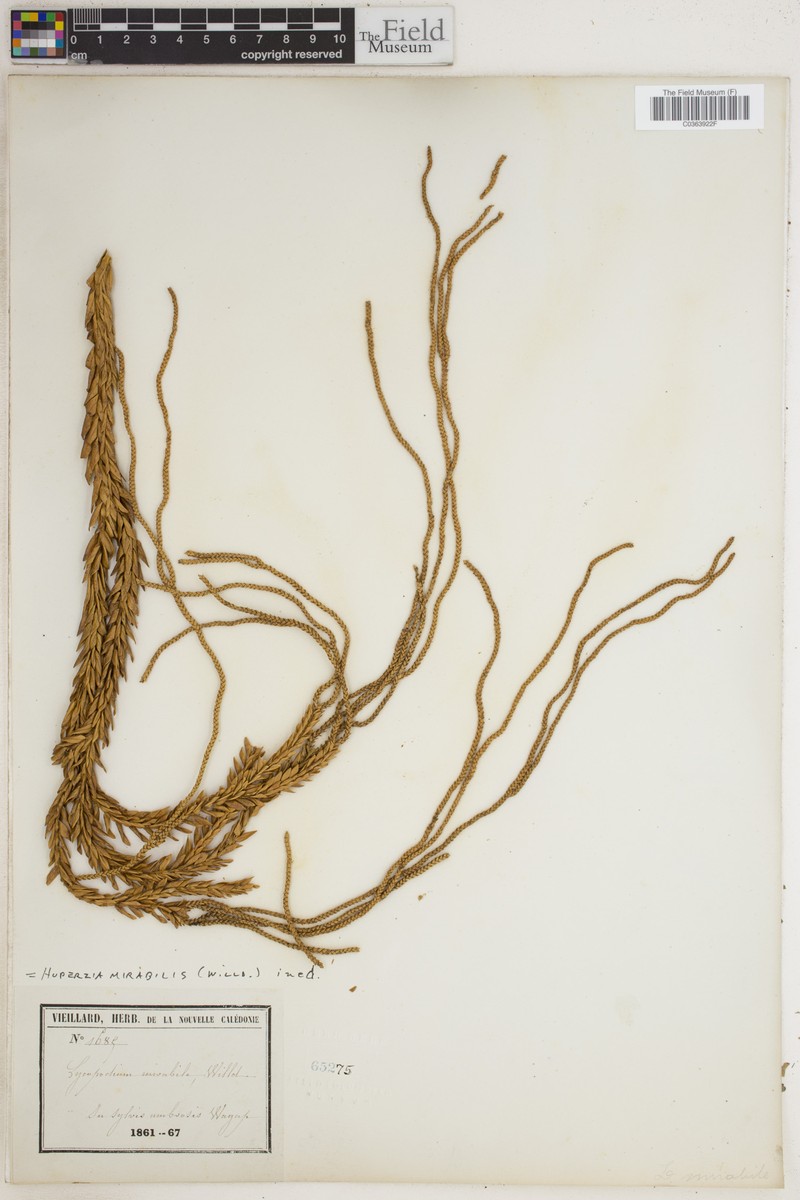 Huperzia mirabilis