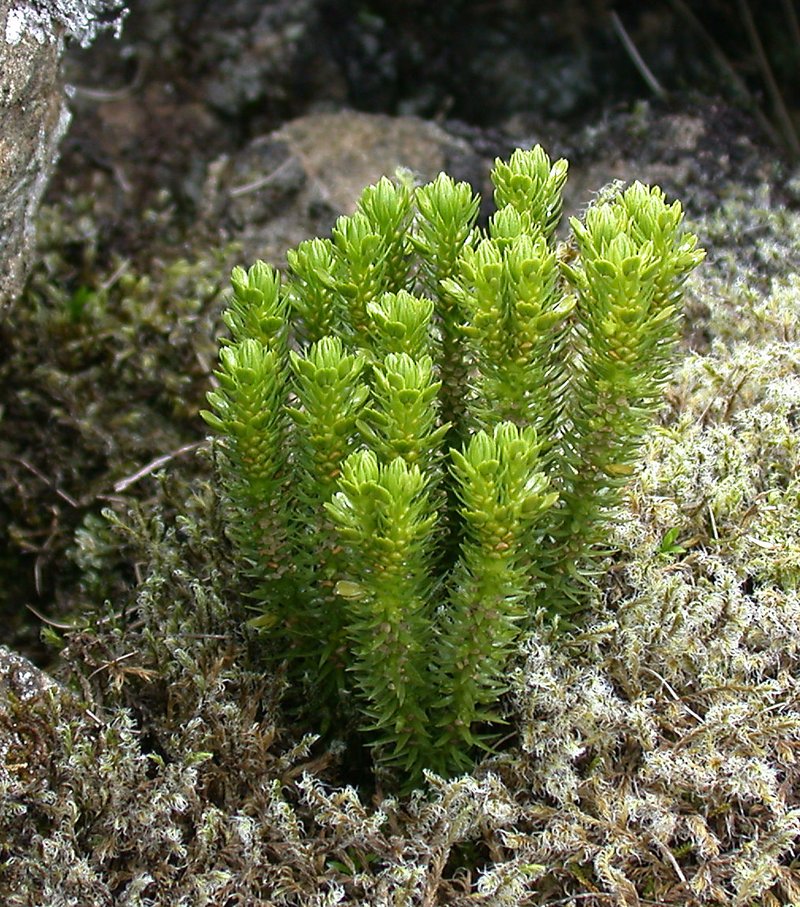 Miyoshi's Clubmoss