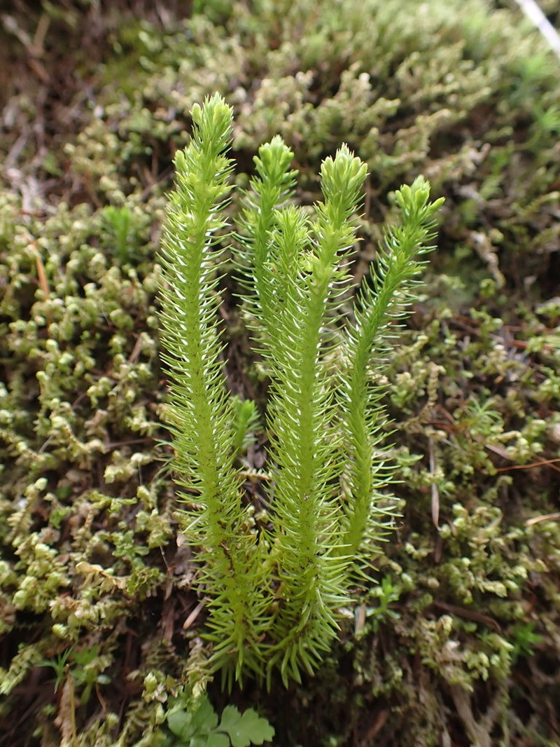 Miyoshi's Clubmoss