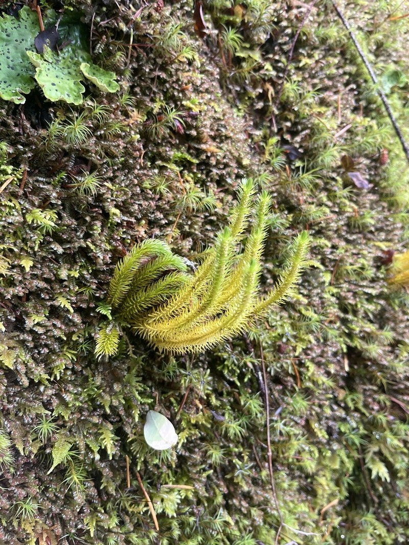 Miyoshi's Clubmoss photo 2