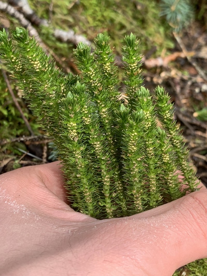 Miyoshi's Clubmoss photo 3