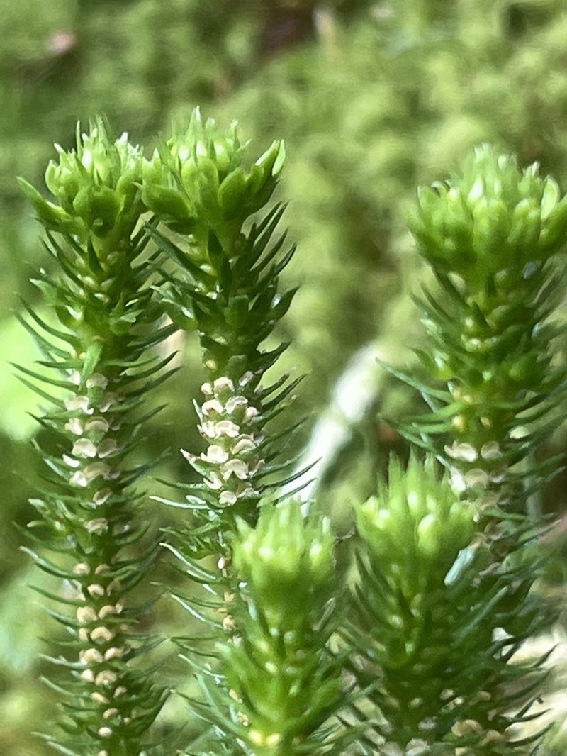 Miyoshi's Clubmoss photo 4