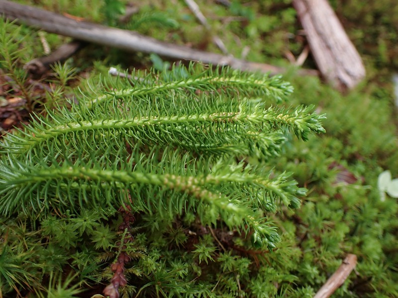 Miyoshi's Clubmoss photo 5