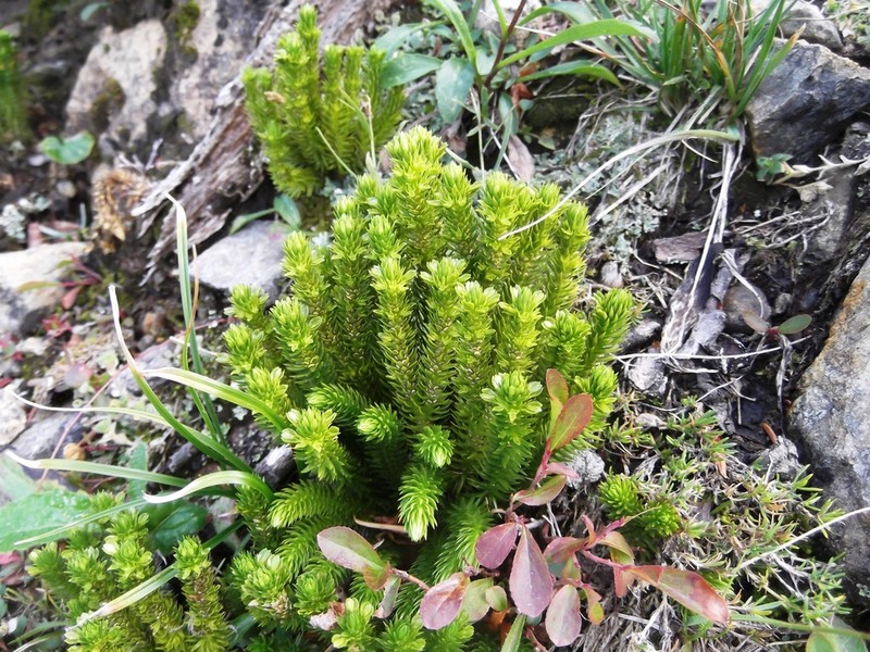 Miyoshi's Clubmoss photo 6