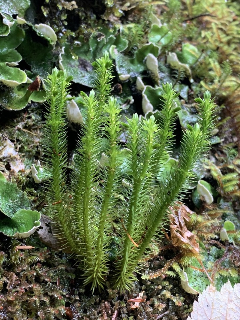 Miyoshi's Clubmoss photo 7