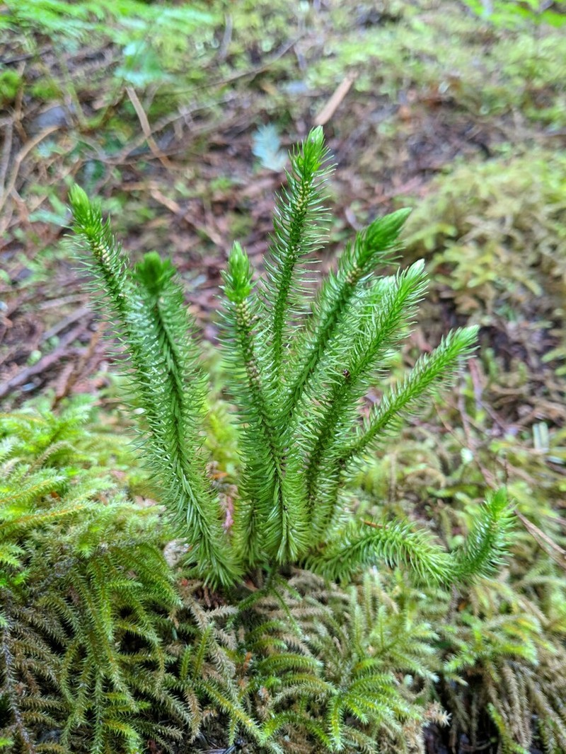 Miyoshi's Clubmoss photo 8