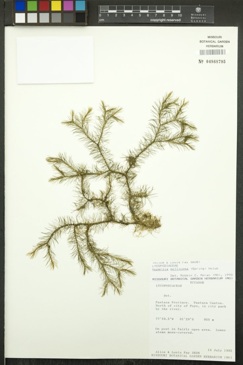 Huperzia mollicoma