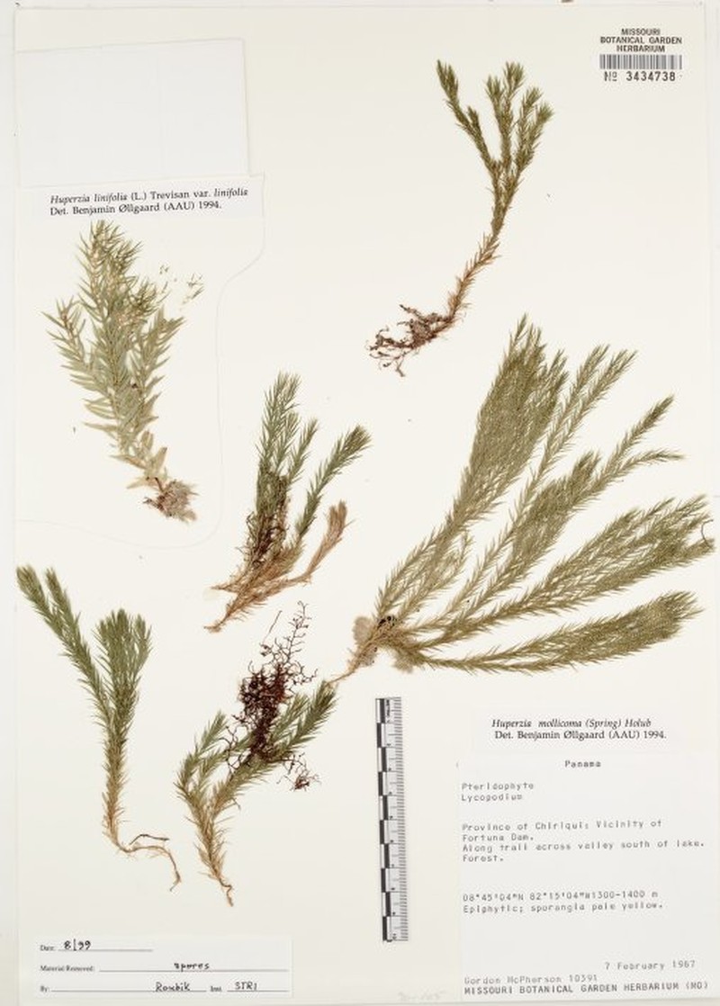 Huperzia mollicoma photo 2